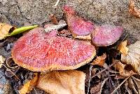 Ganoderma lucidum image