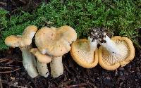 Cantharellus flavus image