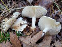 Hygrophorus tennesseensis image