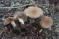 Inocybe flocculosa image