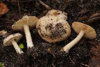 Inocybe hebelomoides image