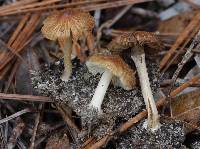 Inocybe margaritispora image