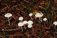 Hemimycena lactea image