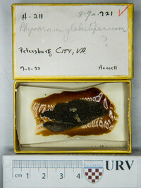 Physarum globuliferum image