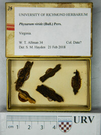 Physarum viride var. viride image