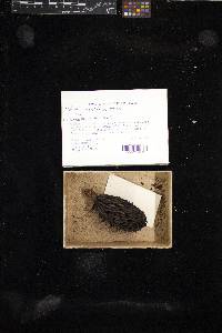 Xylaria magnoliae image