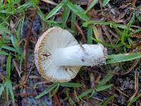 Russula aciculocystis image