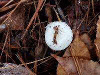 Russula perlactea image