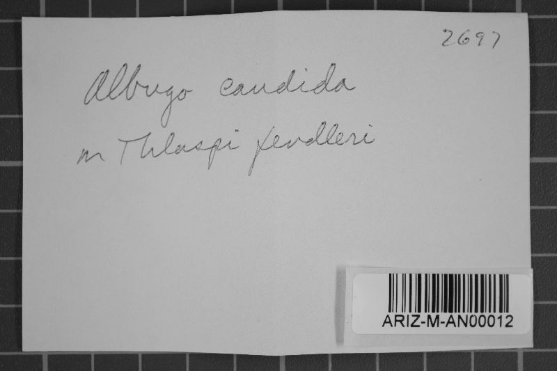 Albugo candida image