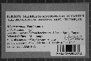 Albugo candida image
