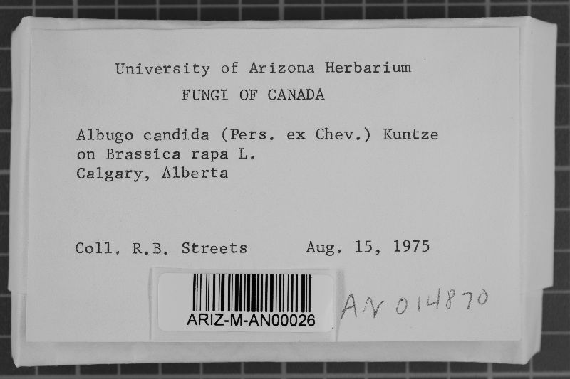 Albugo candida image