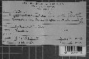 Albugo candida image