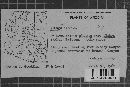 Albugo candida image