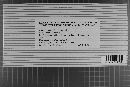 Albugo candida image