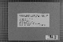 Albugo candida image