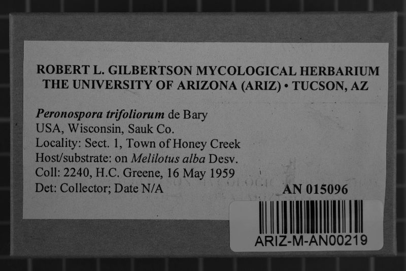 Peronospora trifoliorum image