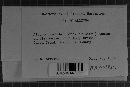 Albugo candida image