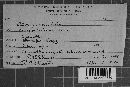 Albugo candida image