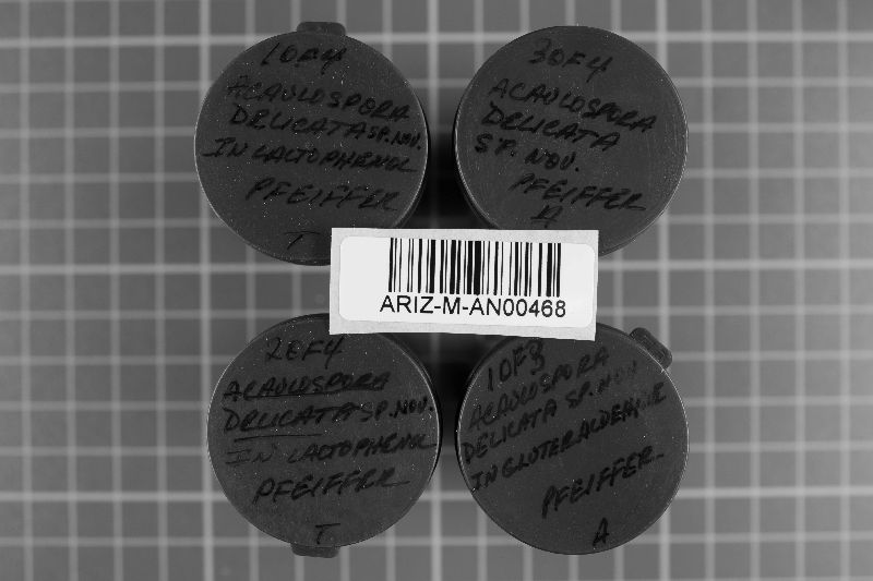 Acaulospora image