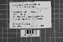 Hypomyces hyalinus image