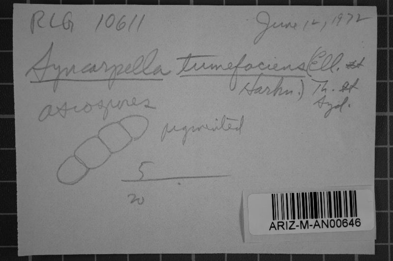 Syncarpella tumefaciens image