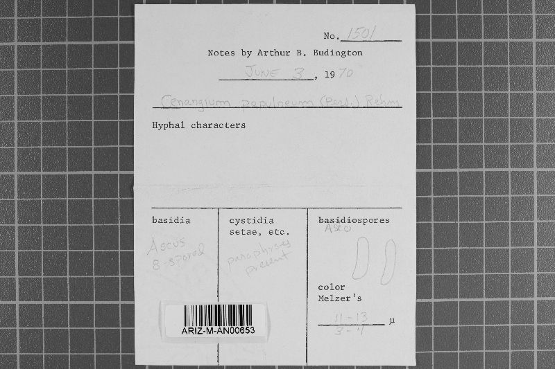 Encoelia fascicularis image