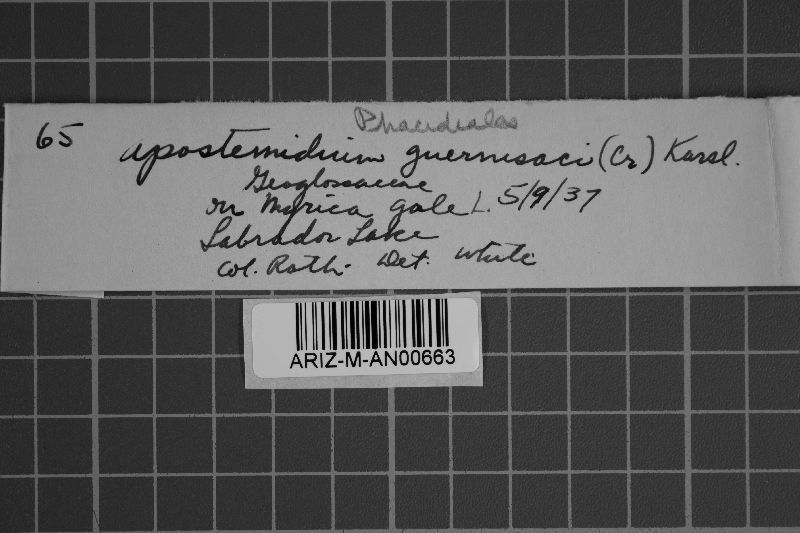 Vibrissea guernisacii image