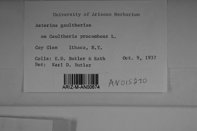 Schizothyrium gaultheriae image