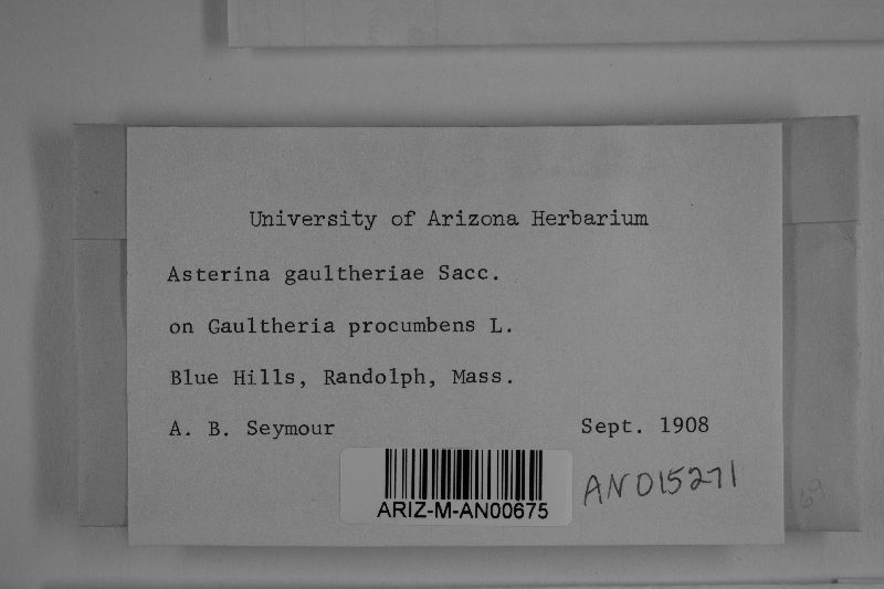 Schizothyrium gaultheriae image