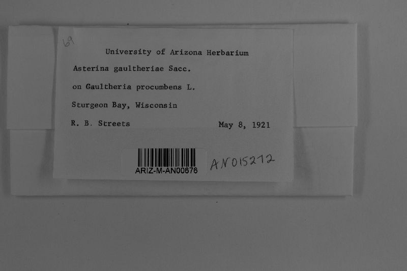 Schizothyrium gaultheriae image