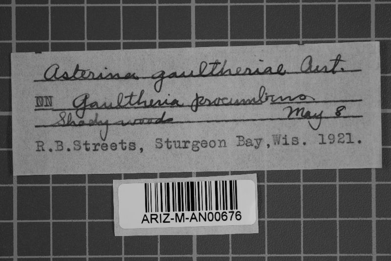 Schizothyrium gaultheriae image