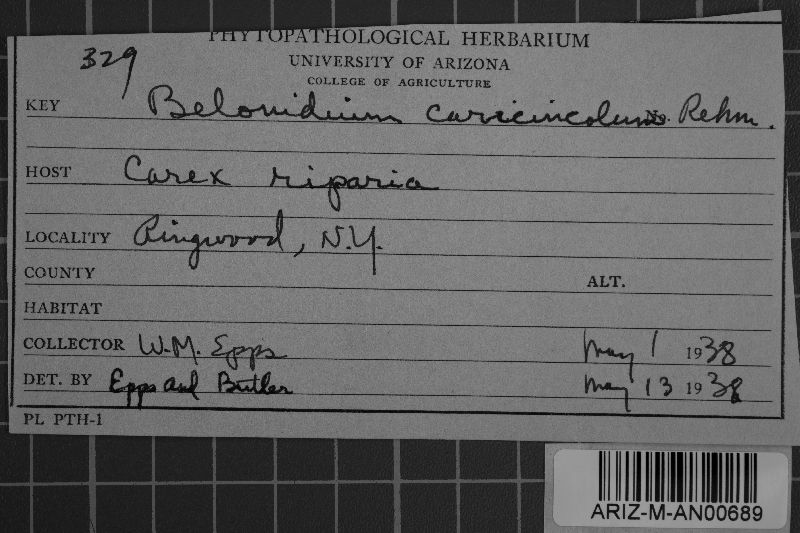 Belonidium caricincola image