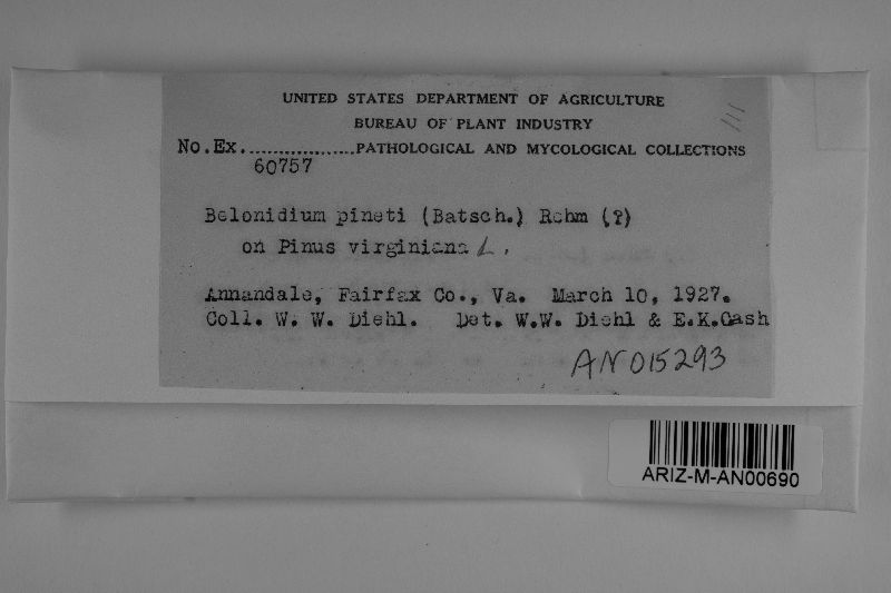 Belonidium pineti image