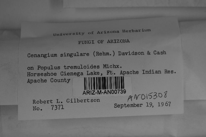 Cenangium singulare image
