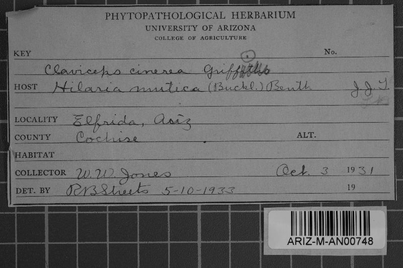 Claviceps cinerea image