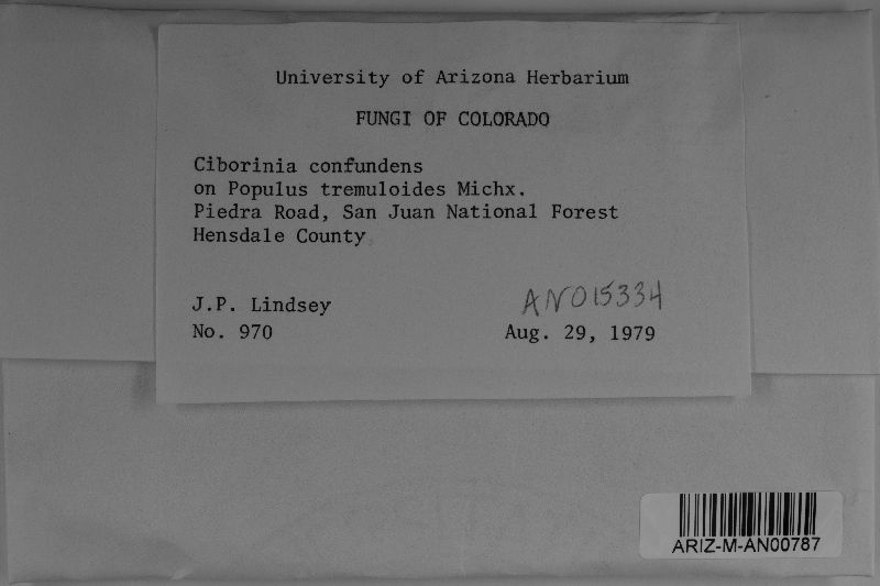 Ciborinia confundens image
