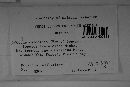 Ascocoryne sarcoides image