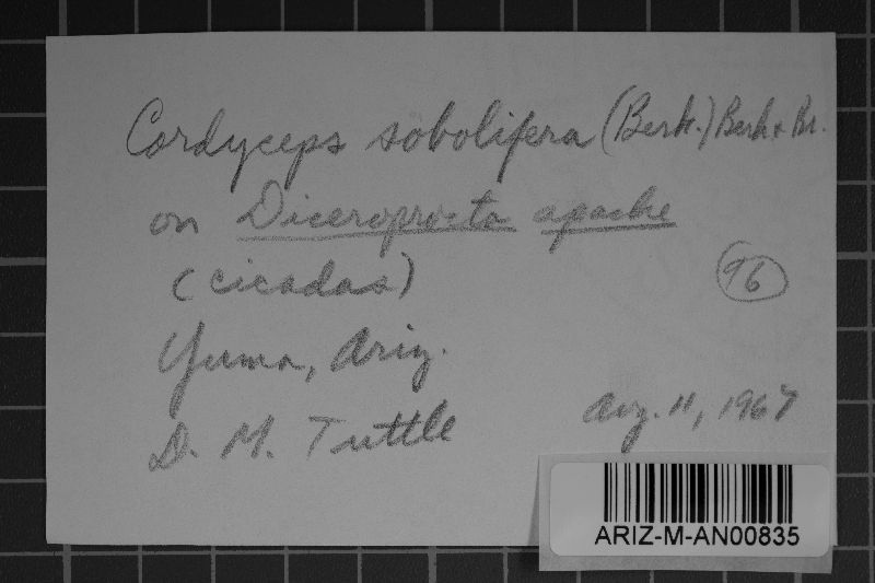 Ophiocordyceps sobolifera image