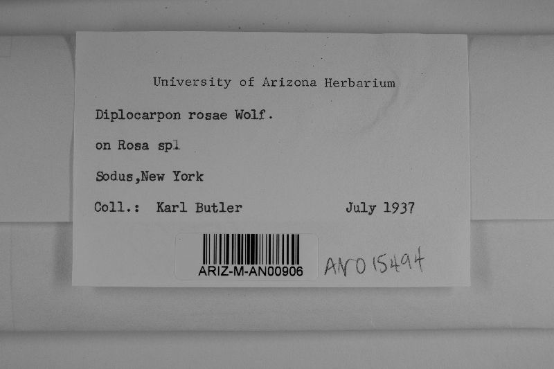 Diplocarpon rosae image