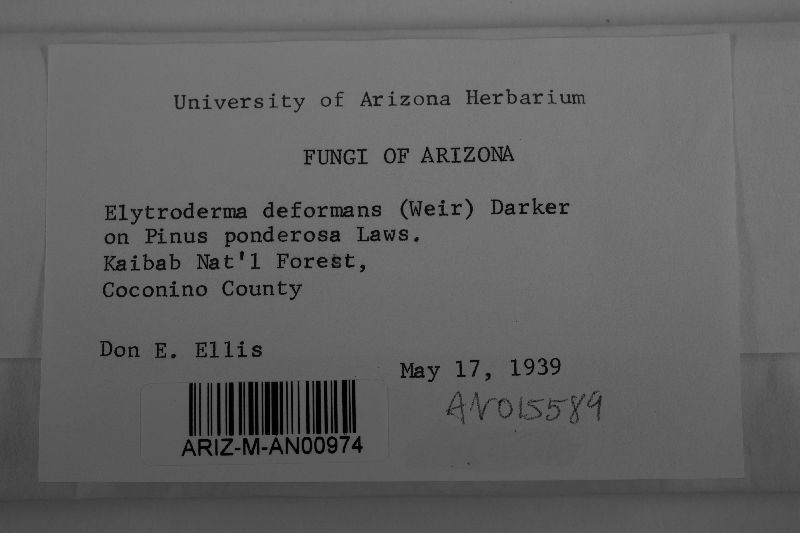 Elytroderma deformans image