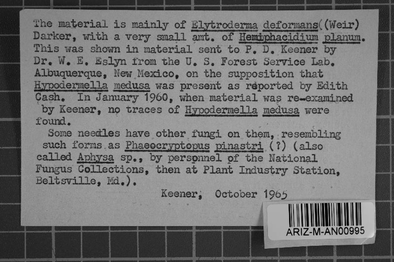 Elytroderma deformans image