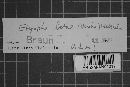 Erysiphe betae image