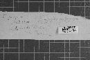Erysiphe polygoni image