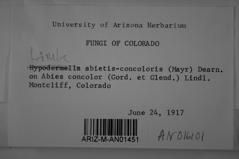 Lirula image