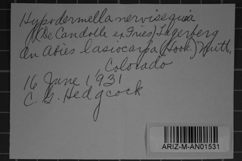 Lirula nervisequa image