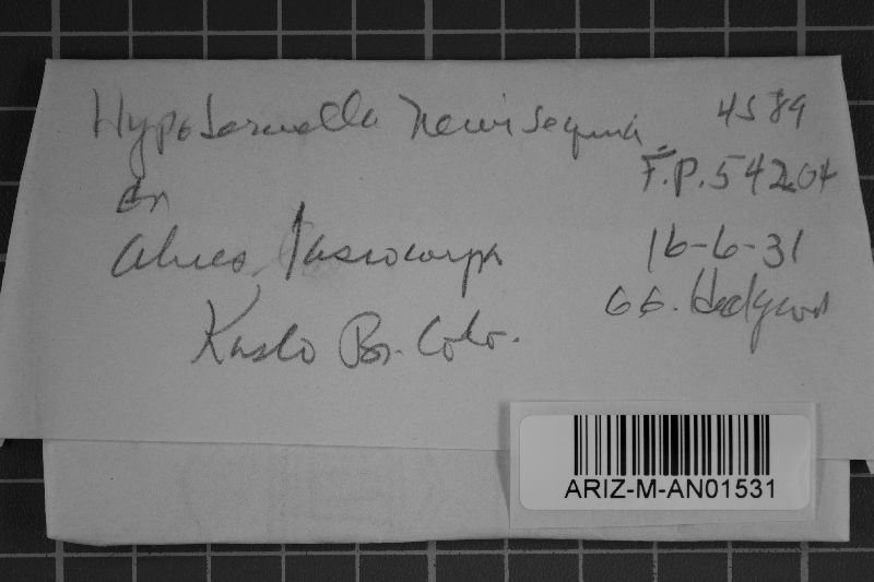 Lirula nervisequa image
