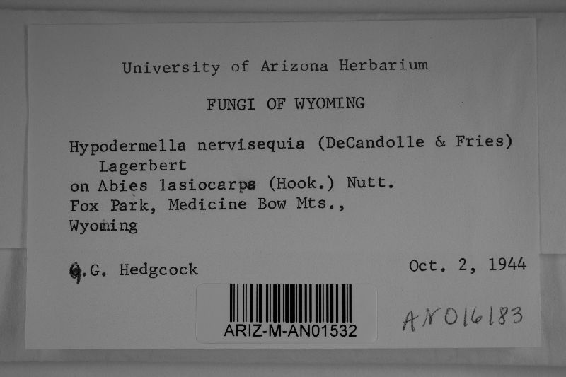 Lirula nervisequa image