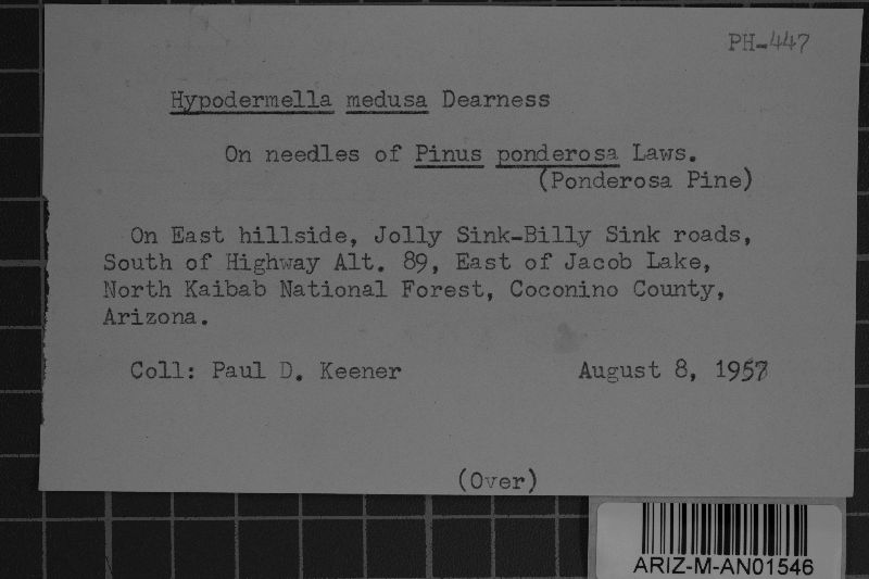 Davisomycella medusa image