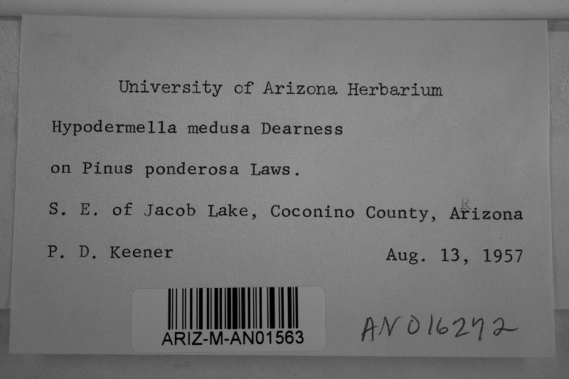 Davisomycella medusa image