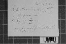 Lachnum corticale image